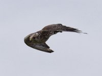 Ger- und Sakerfalke 025